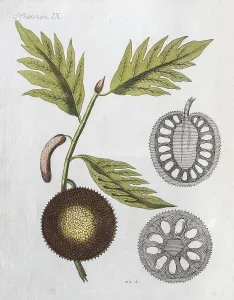 Jackfruit Tree Drucke: Breadfruit or jackfruit (Artocarpus scortechinii)