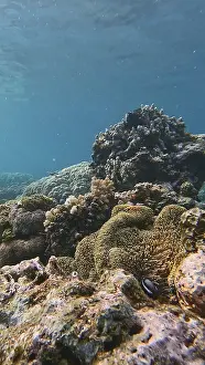 Underwater Coral Reef Drucke: Breathtaking view