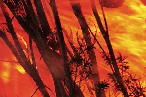 Burning Wood Drucke: Brennendes Holz eines Osterfeuers