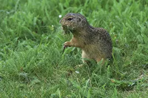 Austria Countryside Scenery Drucke: Brick, Sciuridae, looking at grass in his tree