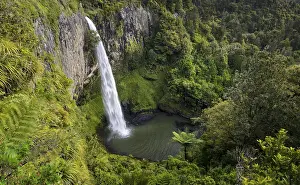 North Island Waterfalls Drucke: Bridal Veil Falls surrounded by dense rainforest