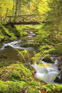 Black Forest Bridge Drucke: Bridge over the Ravenna stream