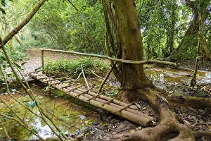 Southeast Asia Nature Drucke: Bridge over a small stream, rainforest