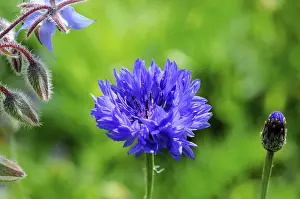 Central Europe Blooms Drucke: A bright blue cornflower (Centaurea cyanus)