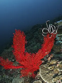 Bilder Datiert 22. Juli 2024: Bright red coral print