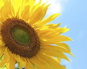 Deserted Flower Shop Drucke: Bright sunflower