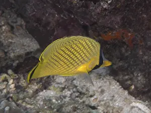 Bilder Datiert 1. August 2024: Large scaled butterflyfish print