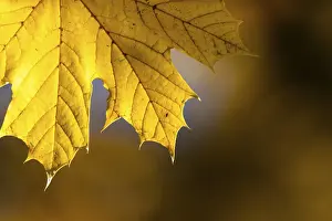 Deciduous Tree Leaves Drucke: Bright yellow maple leaf in front of a warm