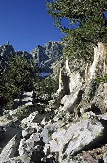 Drucke von Buchenkiefer in Glacier Valley, Great Basin National Park, Nevada, USA Nevada Drucke: Zweizehige Tanne im Glacier Valley.