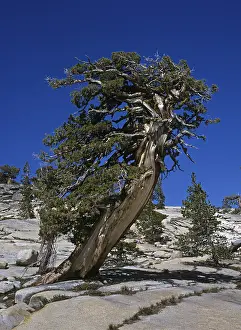 Hilly Landscape Photography Drucke: Bristlecone Pine, Olmsted Point