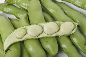 Legume Plant Photography Drucke: Broad beans on a white background studio shots