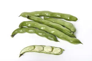 Legume Nutrition Facts Drucke: Broad beans on a white background studio shots