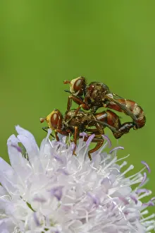 Bilder Datiert 3. Juni 2024: Broad fronted bladderhead fly print