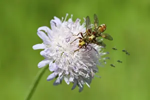 Bilder Datiert 3. Juni 2024: Broad fronted bladderhead fly print