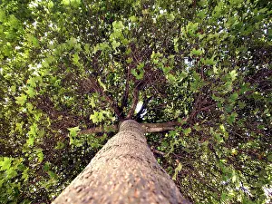 Tree Trunk Details Drucke: Broad-leafed tree