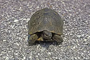 Vertebrate Species Drucke: Broad-range turtle, Testudo marginata