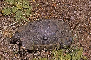Tortoise In Natural Habitat Drucke: Broad-range turtle, Testudo marginata