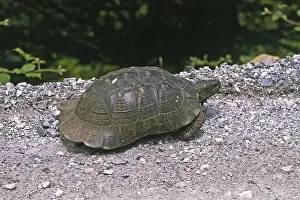 Tortoise In Natural Habitat Drucke: Broad-range turtle, Testudo marginata