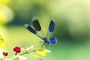 Odonate Insect Pictures Drucke: Broad-winged Damselfly, Dragonfly