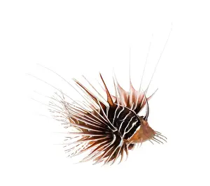 Drucke von Breitbalkenfeuerfisch gesehen von oben, Pterois antennata, auf weißem Hintergrund isoliert Skorpionfisch Drucke: Breitbänderter Feuerfisch von oben gesehen.