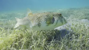 Drucke von Breitbandiger Barbenfisch oder Weißpunktpuffer (Arothron hispidus) schwimmt über Seegraswiese unter Rundblättrigem Seegras oder Nudel-Seegras (Syringodium isoetifolium) in der Abenddämmerung Kugelfisch Drucke: Breitbandiger Barbenfisch oder Weißfleck-Puffer (Arothron hispidus)