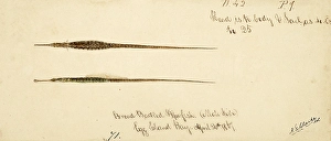 Breitnasenrohrfisch oder Tiefenasenrohrfisch Syngnathus typhle Grasnarbenfische Fische Nachbildung einer Originalarbeit von Frank Edward Clarke (g. 1849, gest. 1899), Ichthyologe und wissenschaftlicher Zeichner