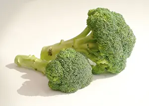 Organic Broccoli Drucke: Broccoli