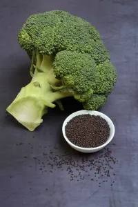Healthy Food Images Drucke: Broccoli seeds in shell and broccoli, Germany