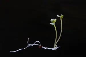 Alternative Medicine Plant Drucke: Broccoli shoot, Germany