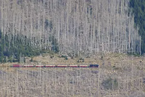 Narrow Gauge Railway Drucke: Brockenbahn between bare spruces