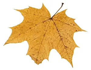 Orange Colored Leaves Drucke: Back side of broken autumn leaf of maple tree isolated on white background