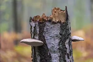 Deciduous Trees Europe Drucke: Broken birch, Germany