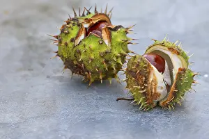 European Chestnut Tree Drucke: Two broken chestnuts (Castanea)