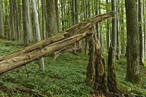 Lower Franconia Flora Drucke: Broken tree stump, Virgin Forest