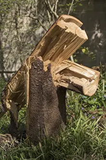 Deserted Bavaria Landscape Drucke: Broken tree trunk after wind breakage