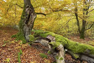 Beautiful German Landscapes Drucke: Broken trunk of an old copper beech (Fagus sylvatica)
