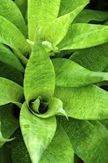 South American Botany Drucke: Detail of bromelia with its leaves