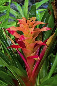 Close Up Drucke: Detail of bromelia with its leaves