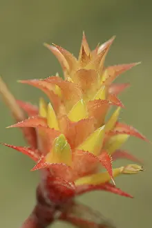 South American Bromeliad Drucke: Bromeliad (Acanthostachys strobilacea)
