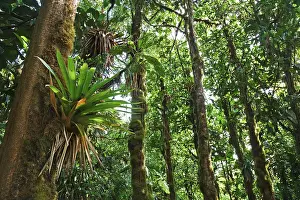 Rainforest Vegetation Drucke: Bromeliad (Bromeliaceae) in a rainforest