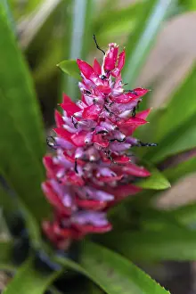 Manaus Drucke: Bromeliad-Blüten in der Regenwald.