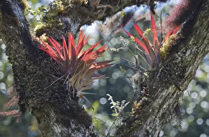 Costa Rica Nature Drucke: Bromeliads (Bromelia sp.) in tree