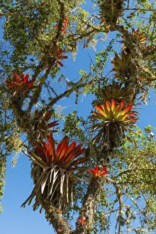 Cordillera De Los Andes Mountain Range Drucke: Bromeliads (Bromeliaceae) in tree