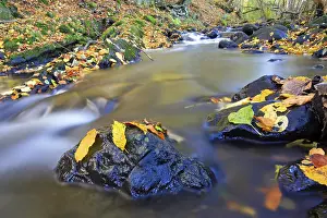 River Bank Scene Drucke: Brook in a low mountain range in autum