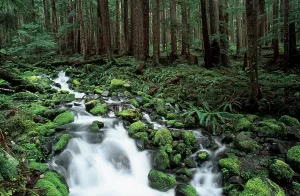 Drucke von Bach in einem gemäßigten Regenwald, Olympic National Park, Washington, USA Washington Drucke: Bach in gemäßigtem Regenwald.
