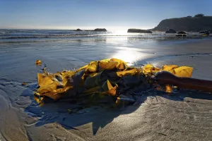 Rocky Coastline USA Drucke: Brown algae (Phaeophyceae) on the sandy beach