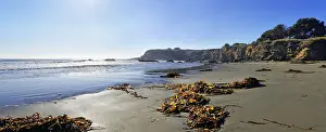 Rocky Coastline Photos Drucke: Brown algae (Phaeophyceae) on the sandy beach