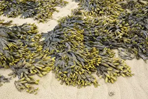 Schleswig Holstein Nature Photos Drucke: Brown algae and seaweed in the mudflats