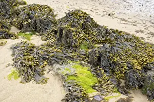 Northern Germany Coastal Area Drucke: Brown algae and seaweed in the mudflats