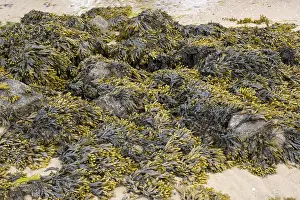Northern Germany Coastal Area Drucke: Brown algae and seaweed in the mudflats